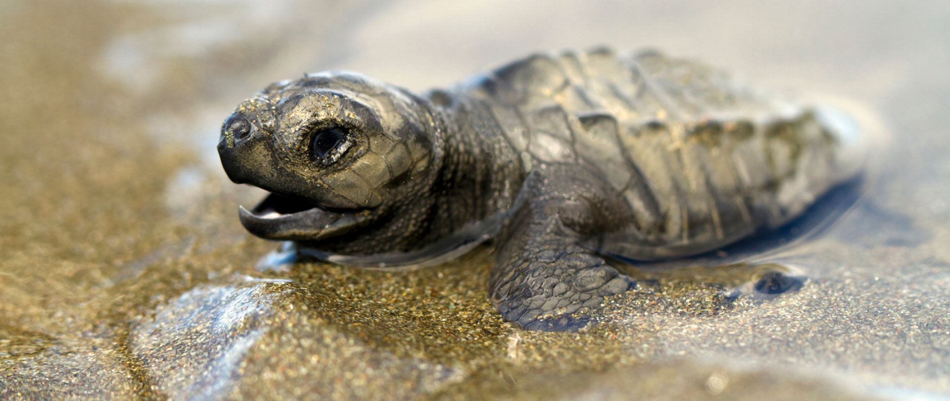 Montezuma: The Pacific’s Best- Kept Secret and a Refuge for Slow Tourism