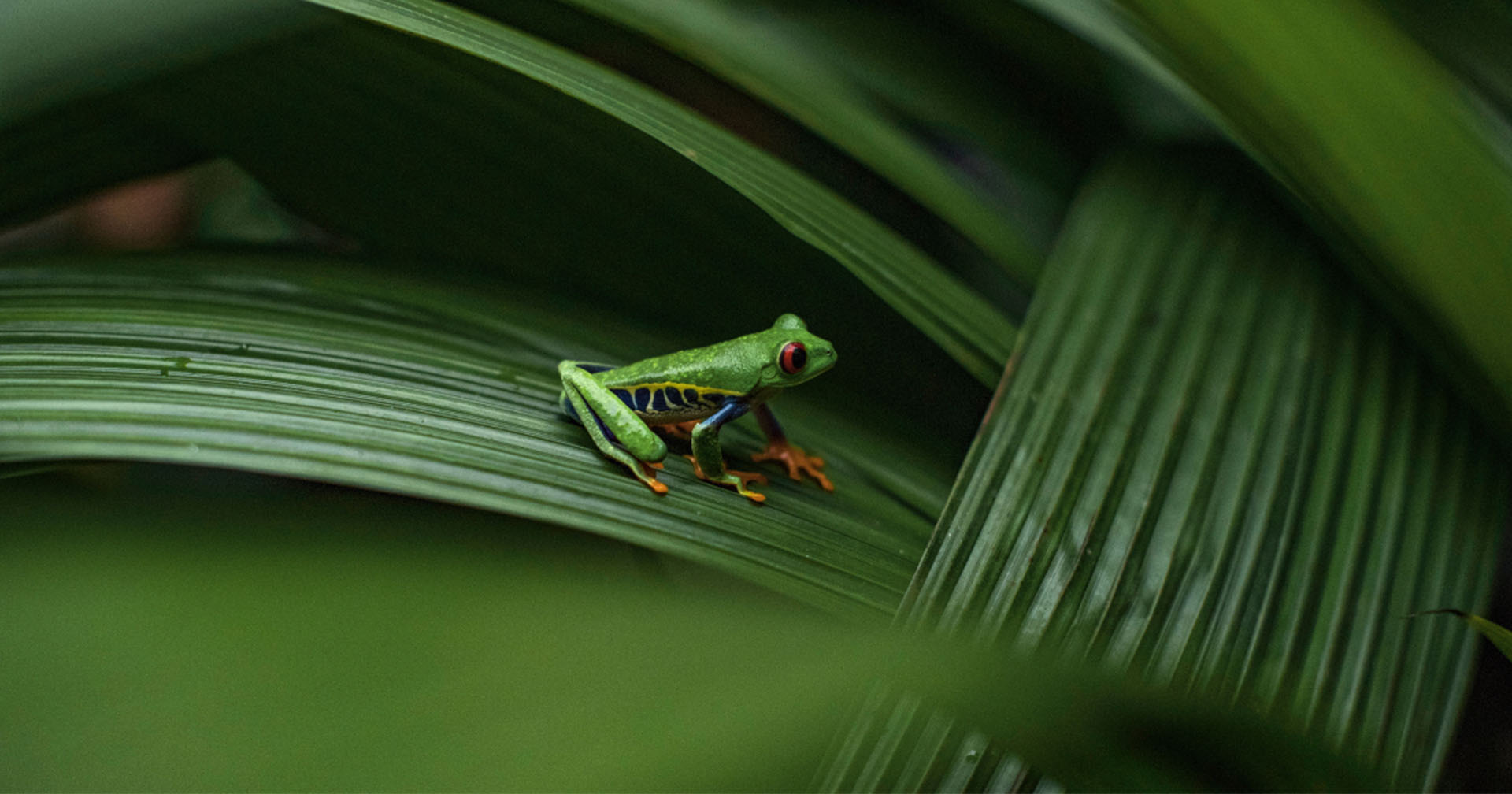 Por qué la temporada verde es el secreto mejor guardado para visitar Montezuma
